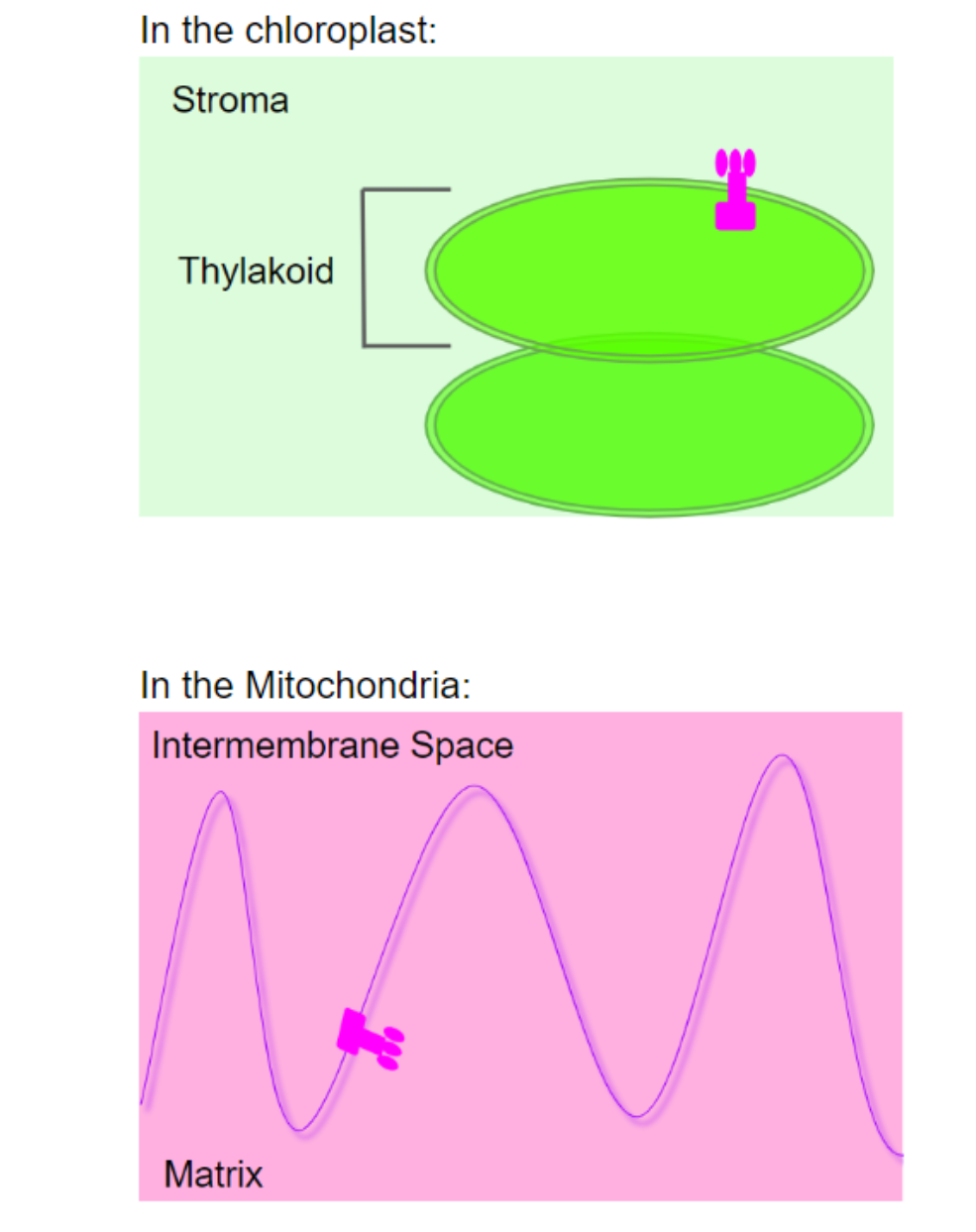 Solved Chloroplasts and mitochondria both utilize electron | Chegg.com