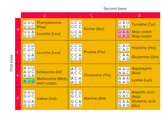 Solved Use The Codon Chart To Determine The Amino 