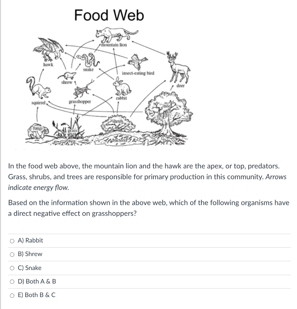 Solved Food Web mountain lion hawk snake insect-eating bird | Chegg.com