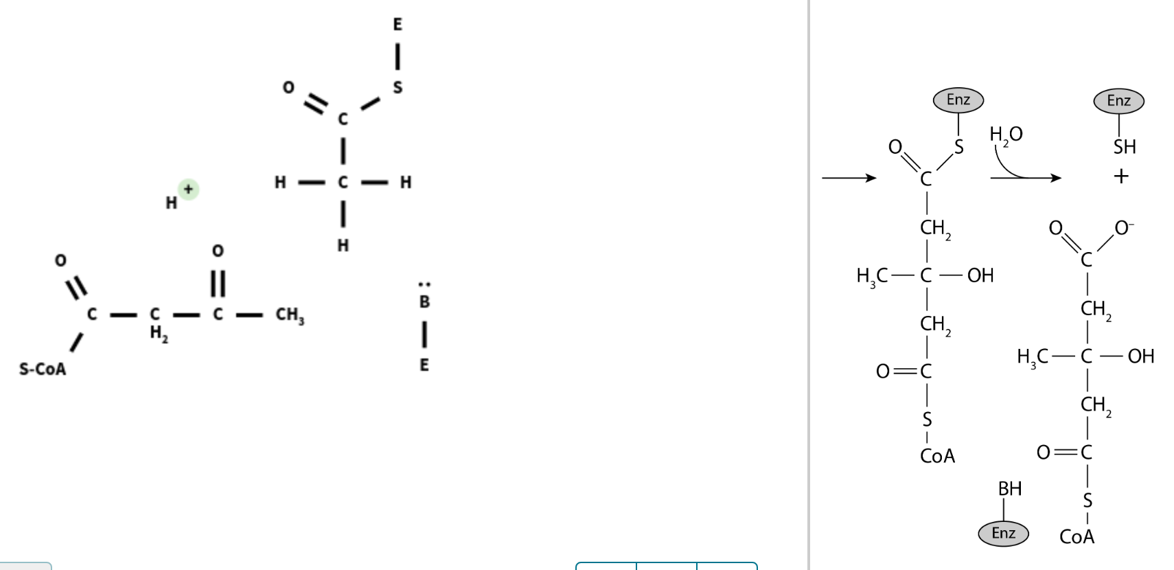||
S-COA
H*
H?
O=
H-
||
- C- CH3
|
H
E
|
E
Enz
CH?
H?C-C
O=C
S
I
COA
CH?
H?O
- ??
BH
Enz
:0
CH?
H?C-C-OH
CH?2
O=C
C1S
Enz
I
C