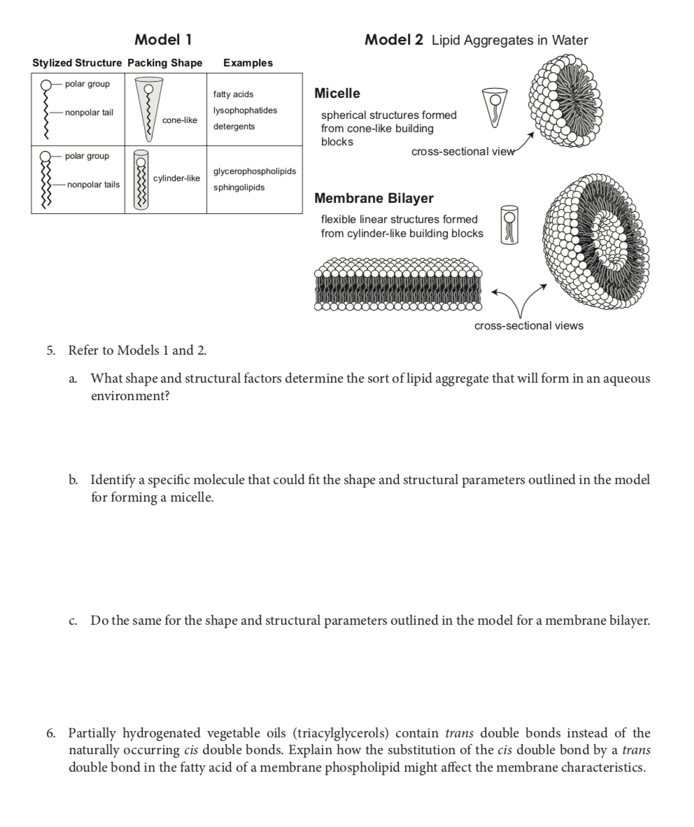 critical thinking questions about lipids