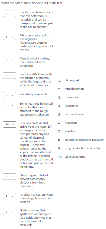 Solved Match the part of the eukaryotic cell to the hint. 7 | Chegg.com