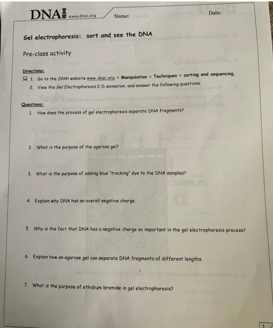 Solved Name Course Date Lab No 2 Dna Gel Electrophoresis Chegg Com