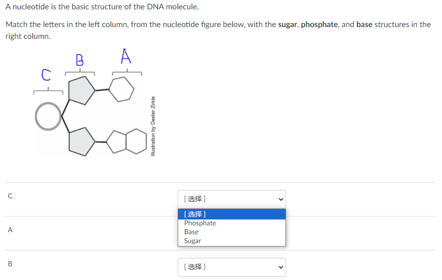 Solved A nucleotide is the basic structure of the DNA | Chegg.com