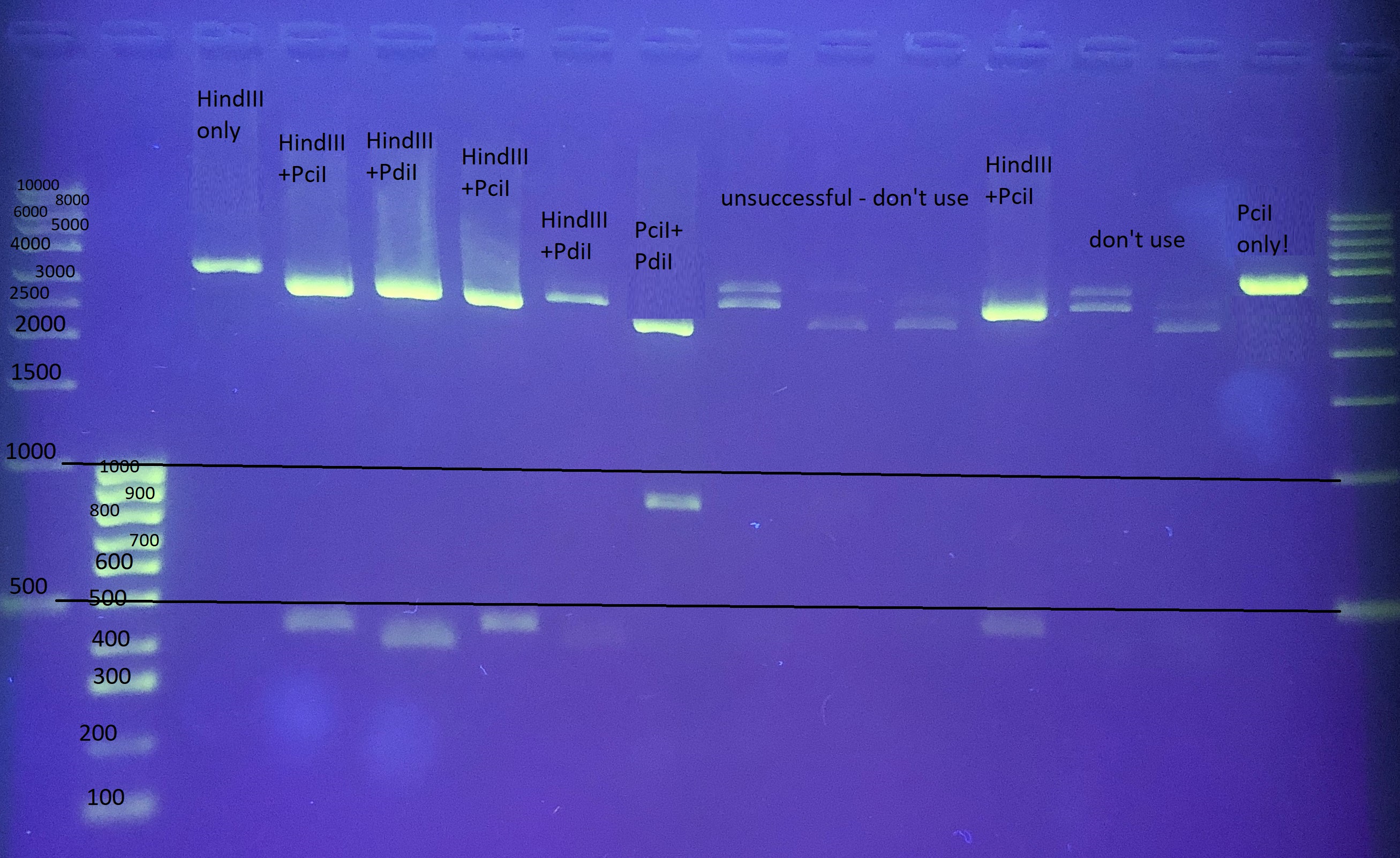 Solved What is the plasmid DNA length?How many HindIII | Chegg.com