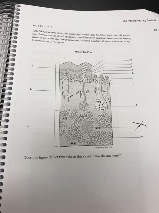 Solved The Integumentary System ACTIVITY 3 Label the sue, | Chegg.com