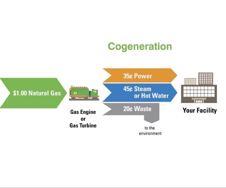 115 Ways To Go Apes Flashcards Chegg Com