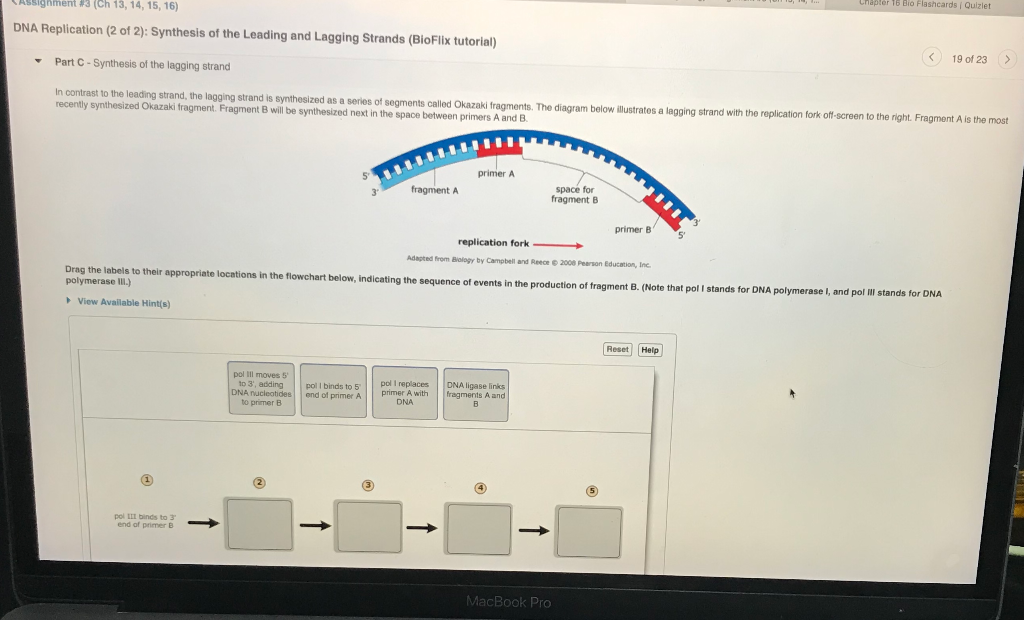 Solved 3 (Ch 13, 14, 15, 16) Chapter 16 Bio Flashcards