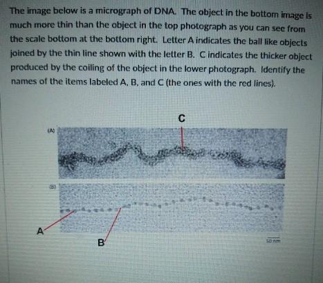 Solved The image below is a micrograph of DNA. The object in | Chegg.com