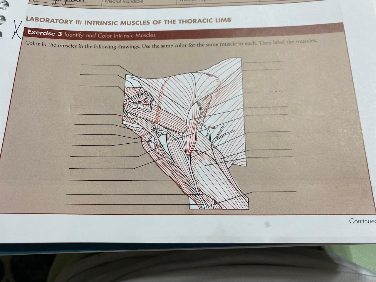 Solved Lab Manual for Clinical Anatomy and Physiology
