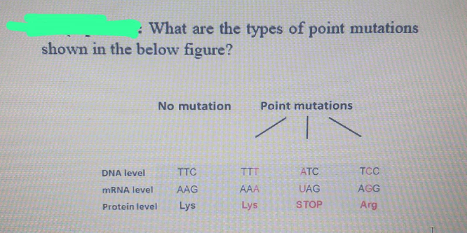 Solved What are the types of point mutations shown in the | Chegg.com