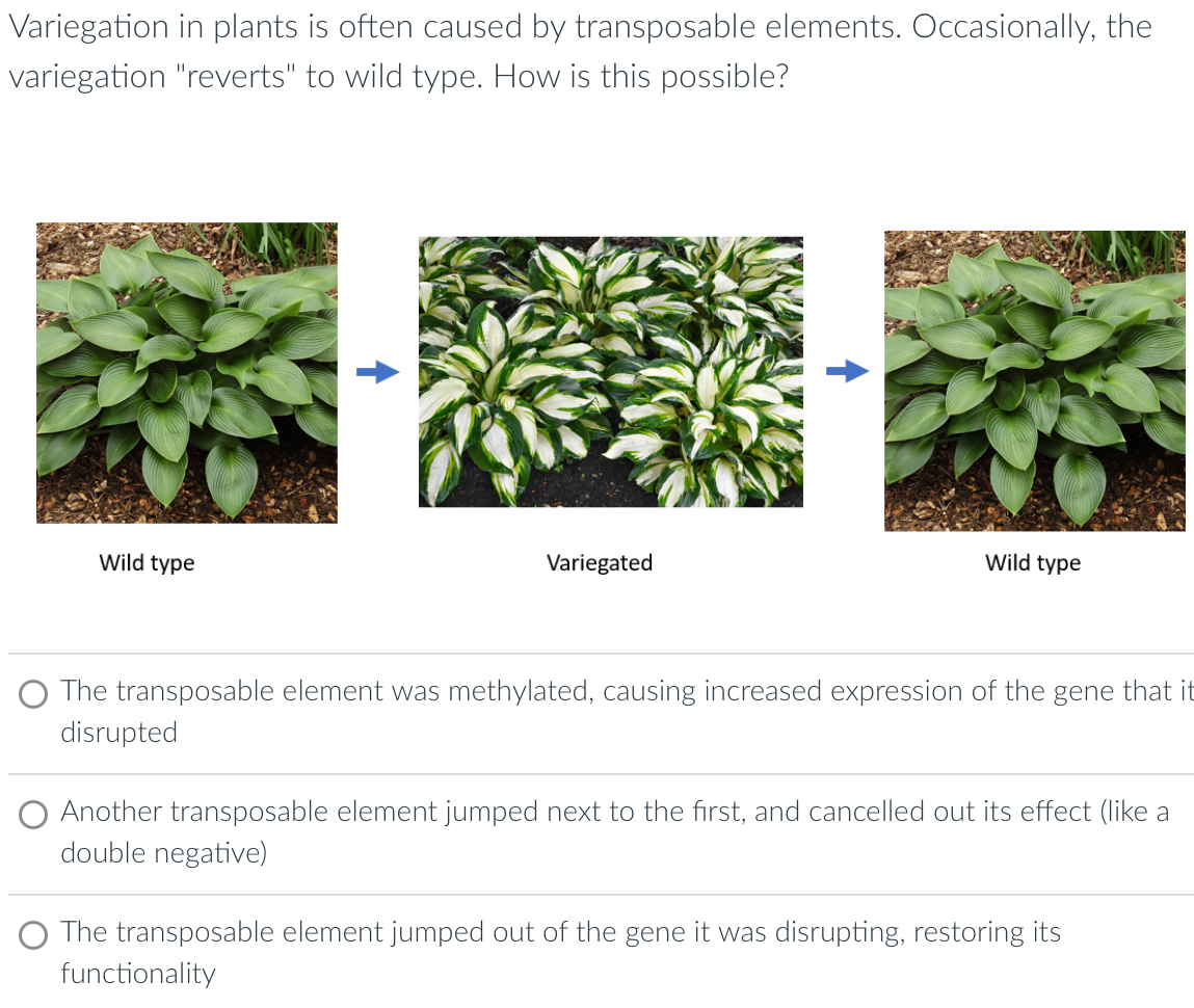 Solved Variegation in plants is often caused by transposable