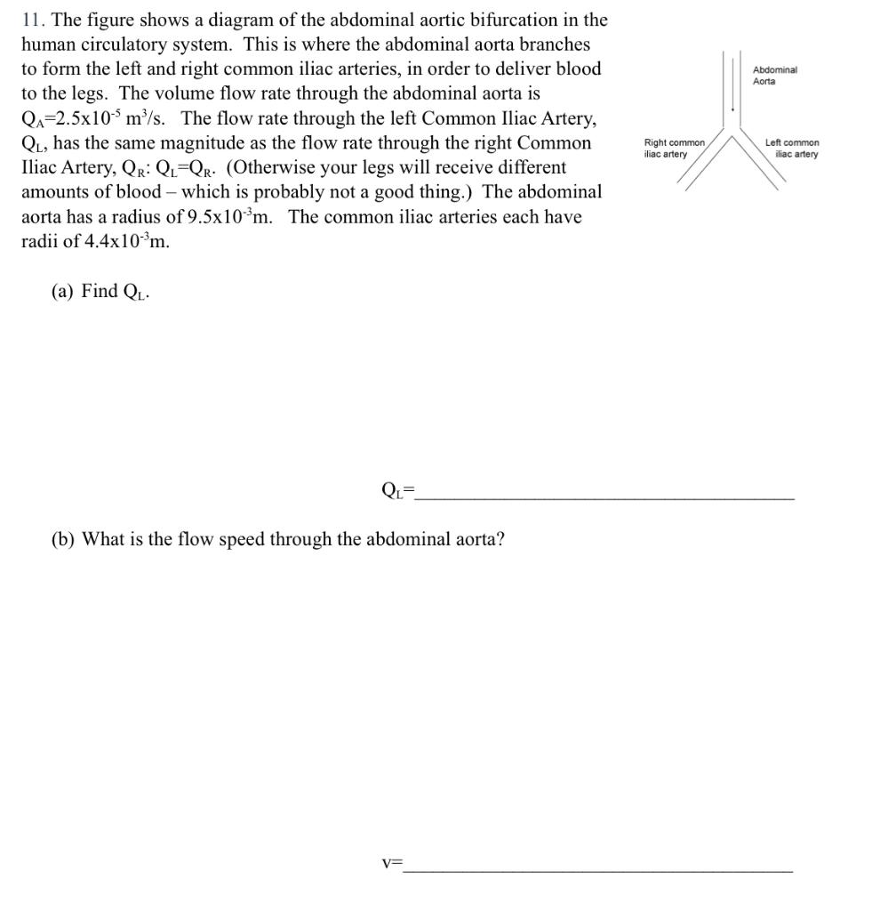 11. The figure shows a diagram of the abdominal aortic bifurcation in the human circulatory system. This is where the abdomin