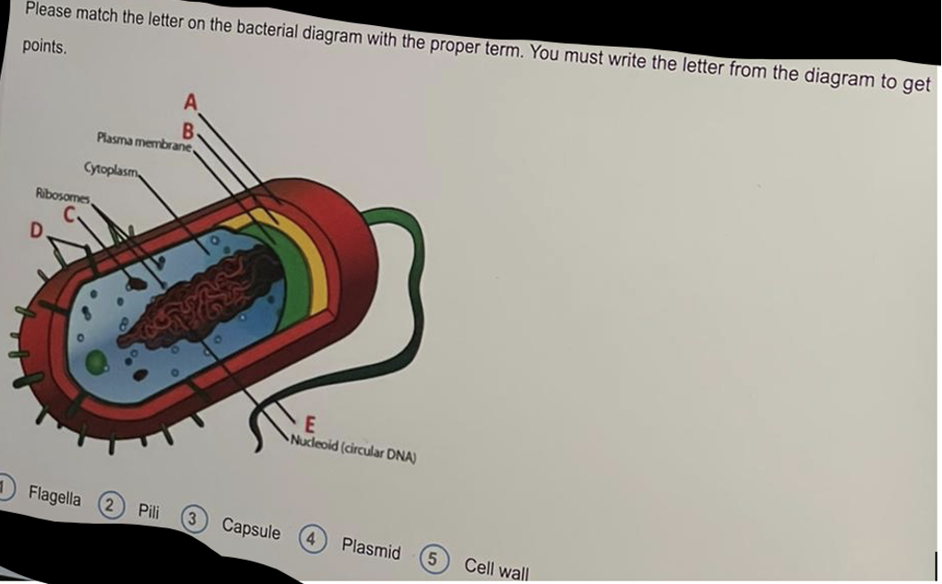 Solved Please match the letter on the bacterial diagram with | Chegg.com