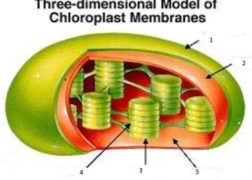 chloroplast unlabeled