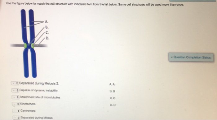 Solved Use the figure below to match the cell structure with | Chegg.com