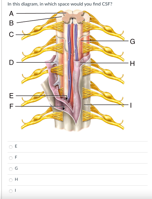 Solved In this diagram where would the cell bodies motor | Chegg.com