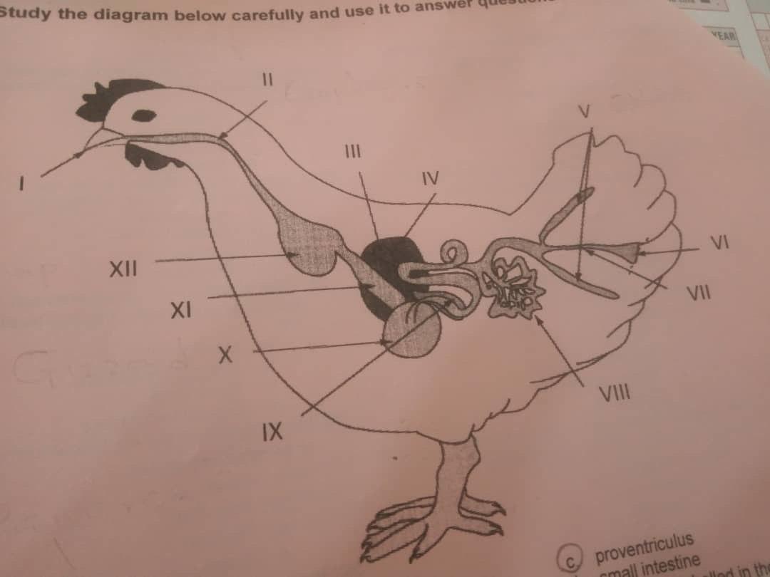 Solved Study the diagram below carefully and use it to | Chegg.com, image size:1080x810