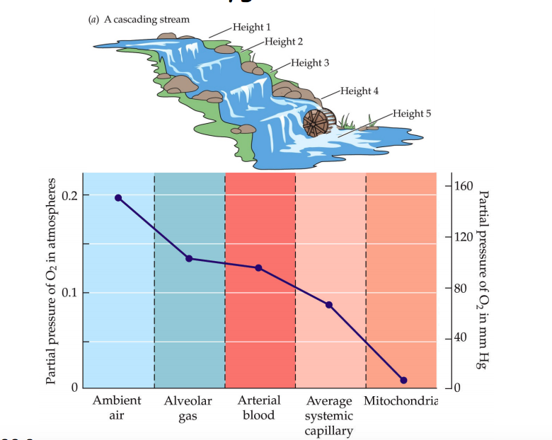 Solved Choose the best answer: 1) In the oxygen cascade | Chegg.com