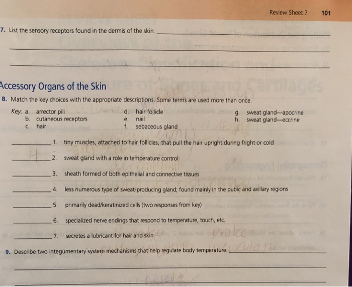 solved-review-sheet-7-101-7-list-the-sensory-receptors-chegg