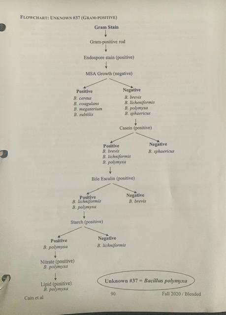 unknown lab report microbiology flowchart