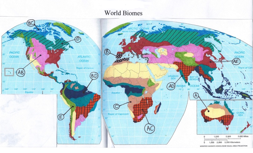 80
50
ap
30
10
140
PACIFIC
OCEAN
(AB)
130
(BC
120¹ 110
Equator
100
90
E
ATLANTIC
OCEAN
Tropic of Cancer
(BD)
World Biomes
ARC