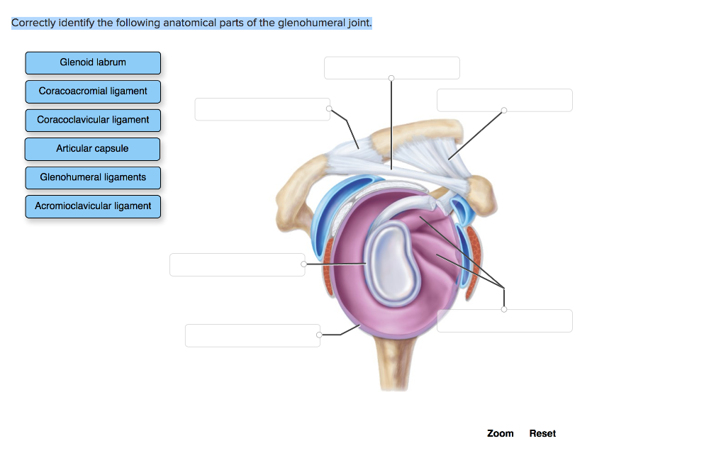 solved-correctly-label-the-following-anatomical-features-of-chegg