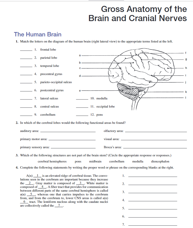 blank lateral brain diagram