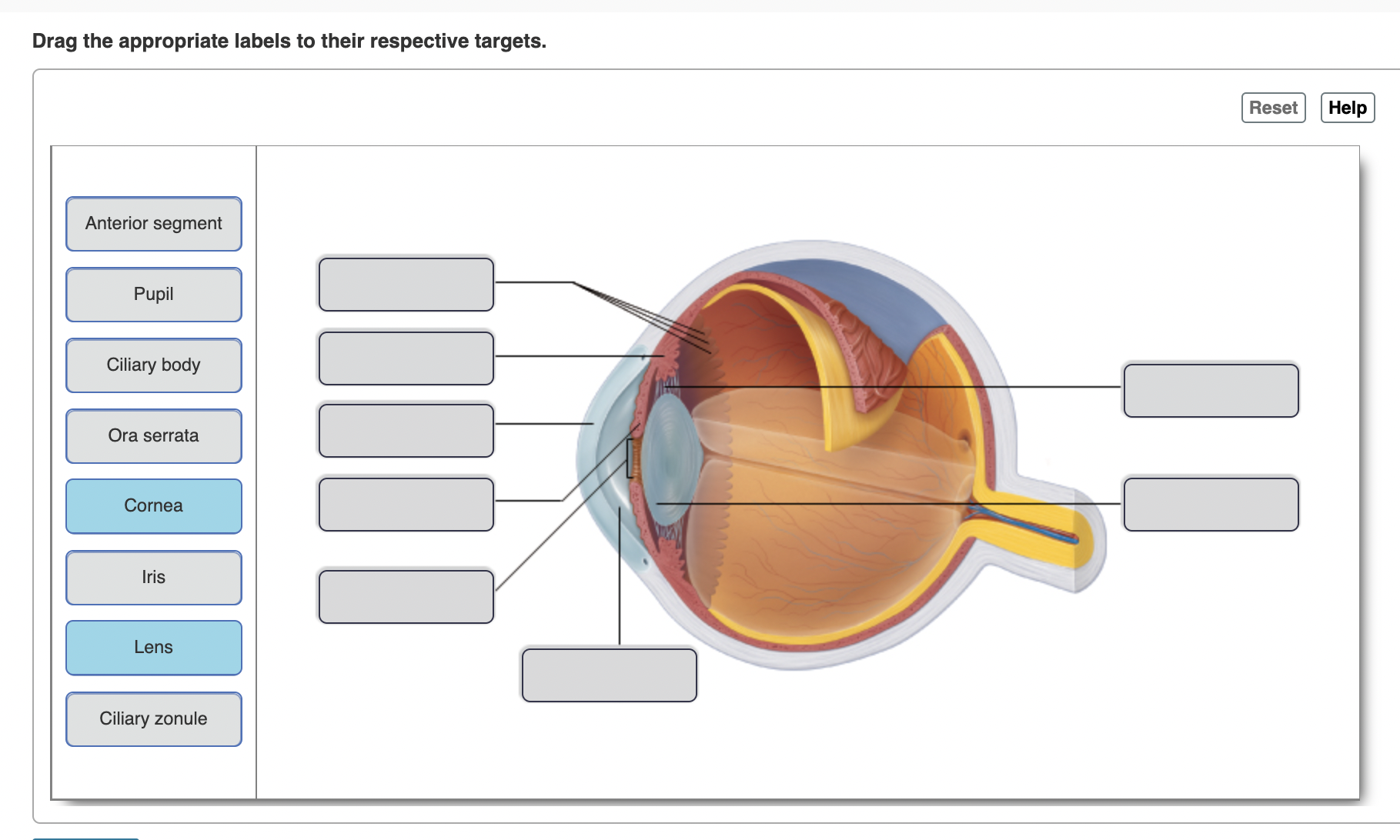 Solved Drag the appropriate labels to their respective | Chegg.com