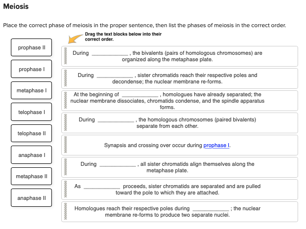 Meiosis Place The Correct Phase Of Meiosis In The Chegg Meiosis Place The Correct Phase Of Meiosis In The Chegg