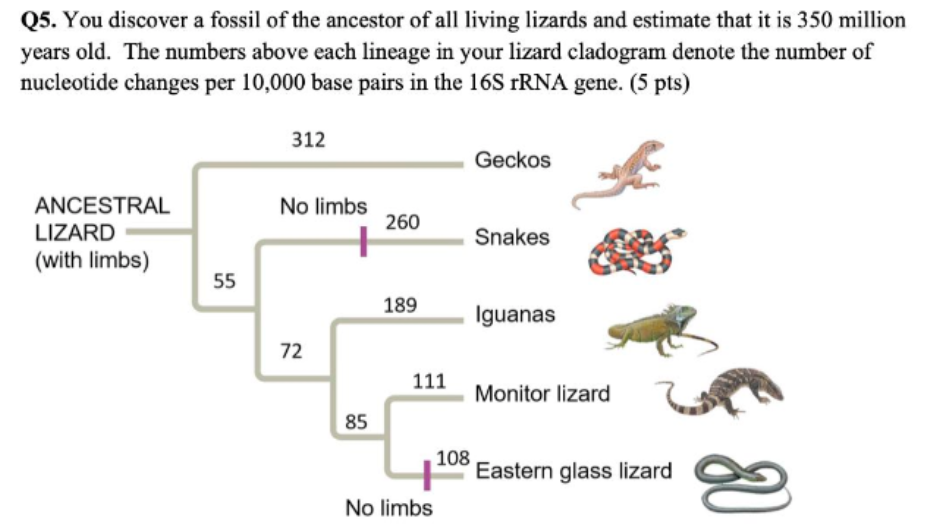 Solved Q5. You discover a fossil of the ancestor of all | Chegg.com