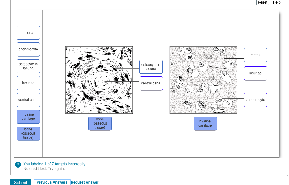 Question Drag The Labels Onto The Diagram To Identify The Tissues And