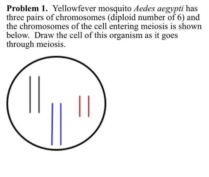 Solved Yellowfever Mosquito Aedes Aegypti Has Three Pairs...