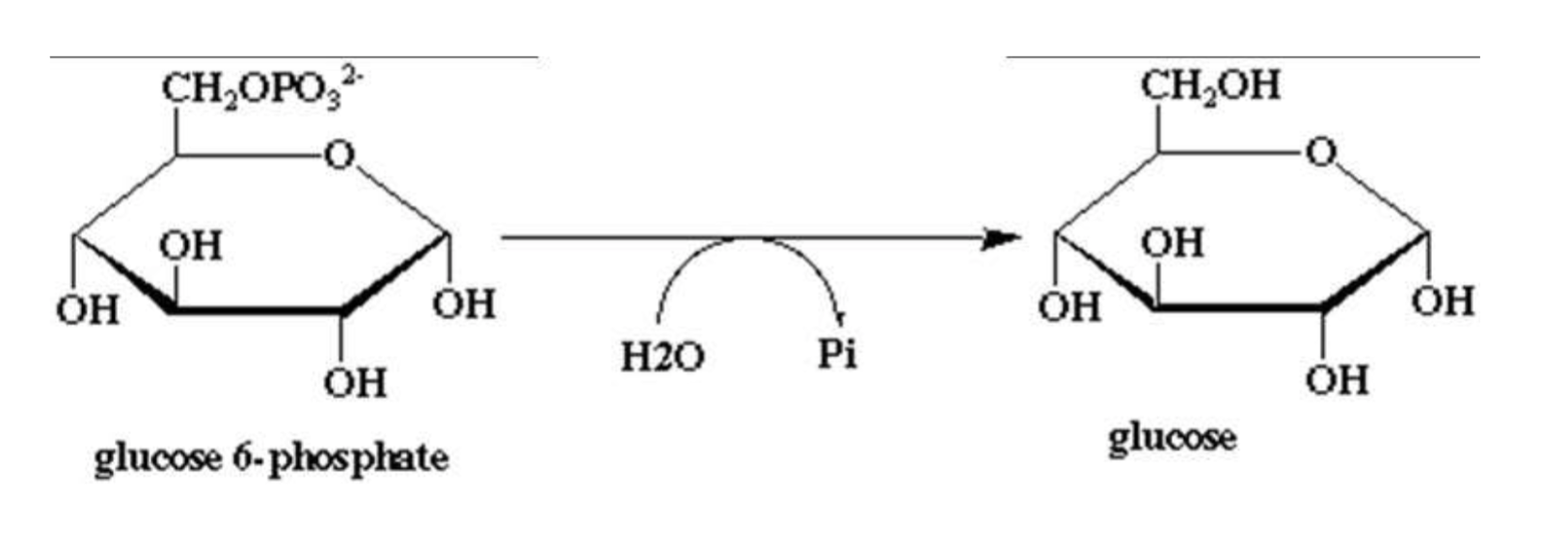 glucose 6-phosphate
glucose