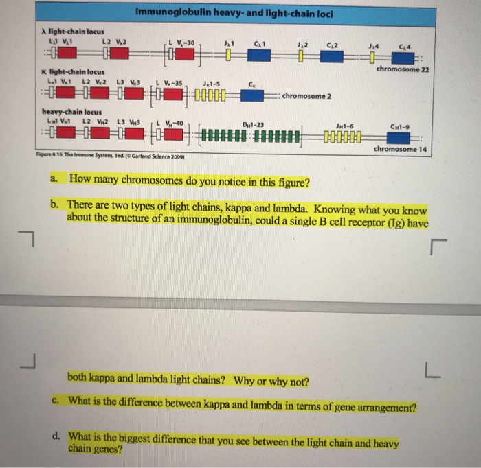 Solved Immunoglobulin heavyand lightchain loci ?