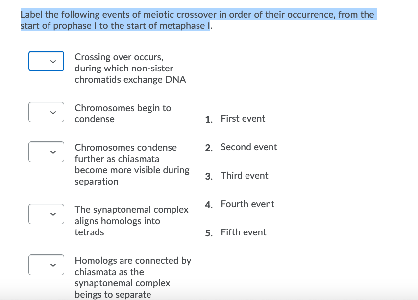 Solved Label the following events of meiotic crossover in Biology Diagrams