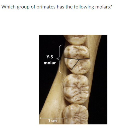 Solved Which group of primates has the following molars? Y5