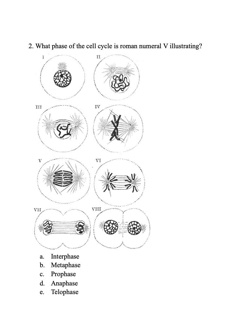 Solved 1. What phase of the cell cycle is roman numeral IV | Chegg.com