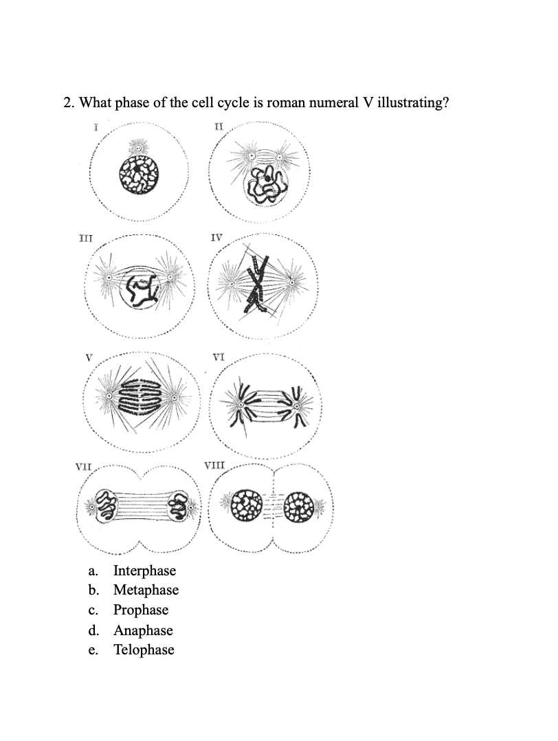 solved-1-what-phase-of-the-cell-cycle-is-roman-numeral-iv-chegg