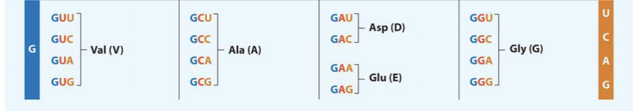 Solved Convert the following mRNA sequence into a protein | Chegg.com