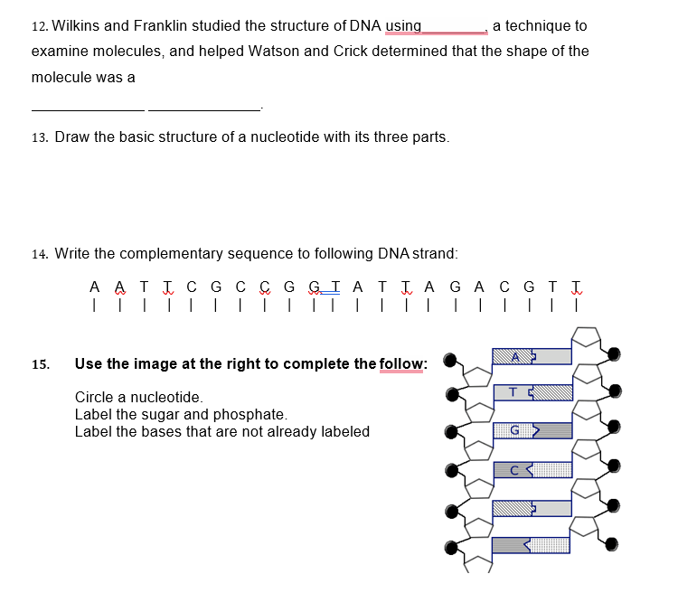 Solved 12. Wilkins and Franklin studied the structure of DNA | Chegg.com