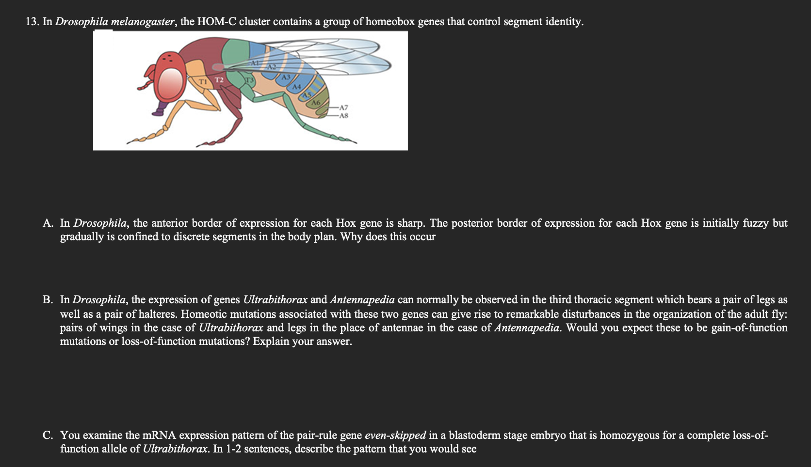 Solved 13. In Drosophila melanogaster, the HOM-C cluster | Chegg.com