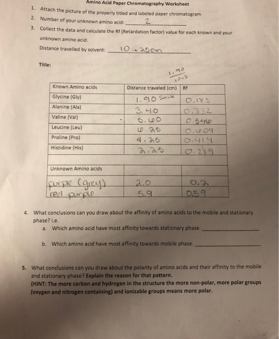 Solved Amino Acid Paper Chromatography Worksheet 1. 2. 3.