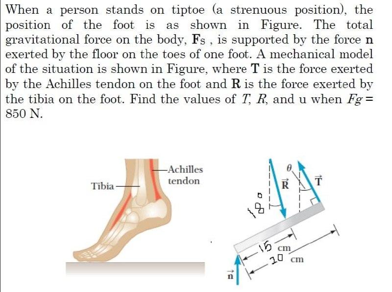 Solved When a person stands on tiptoe (a strenuous | Chegg.com