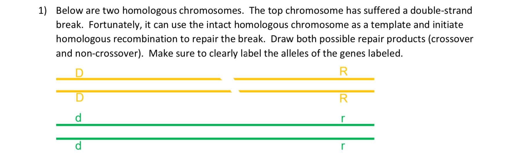 Solved Below are two homologous chromosomes. The top | Chegg.com