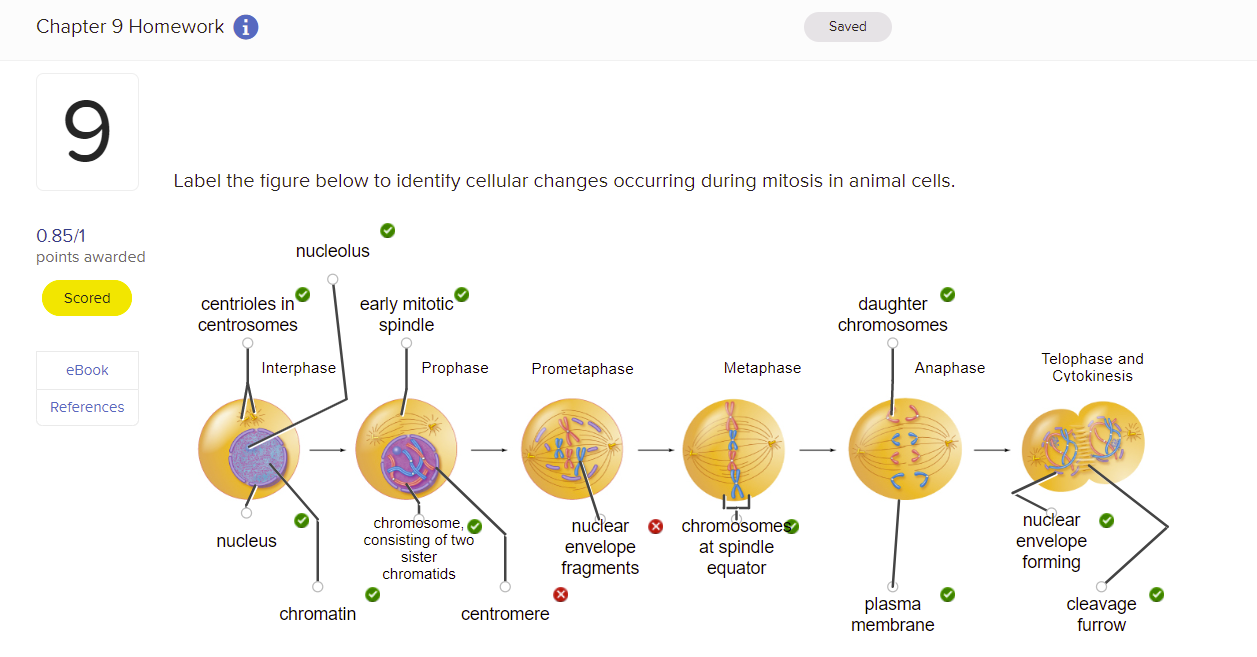Solved Label The Figure Below To Identify Cellular Changes