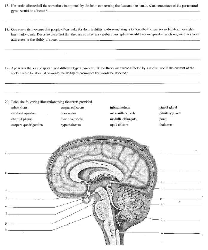 Solved 17. If a stroke affected all the sensations | Chegg.com