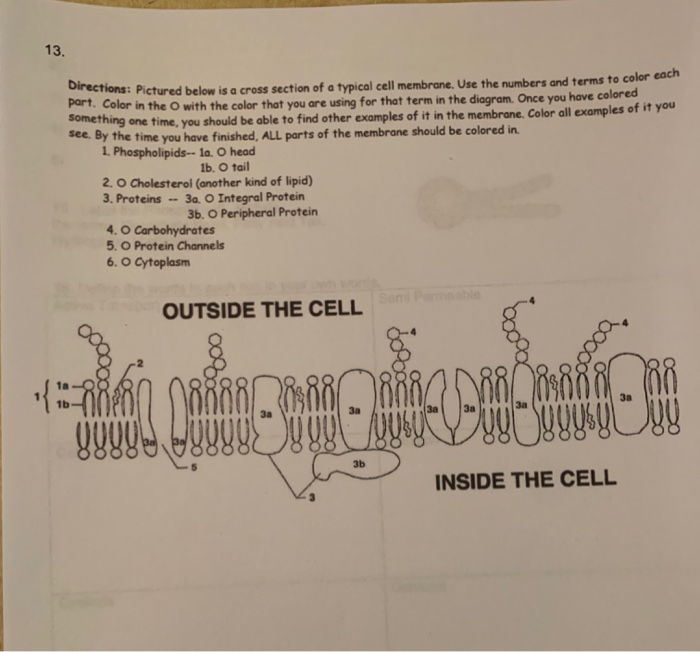 13. typical cell membrane. Use the numbers and terms | Chegg.com