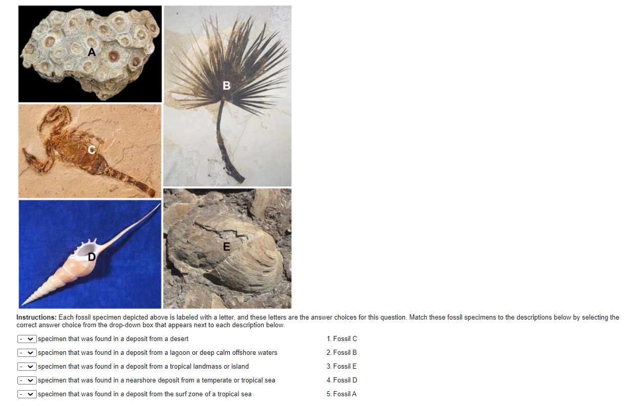 Solved B E D Instructions: Each Fossil Specimen Depicted | Chegg.com