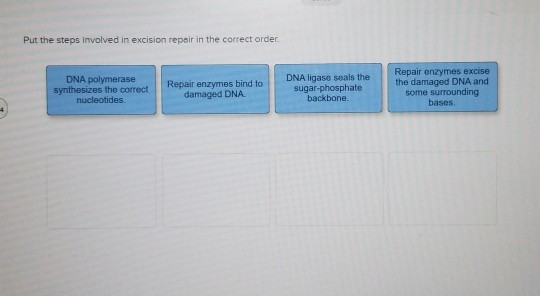 Excision Steps Solved Put the steps involved in excision repair in the | Chegg.com